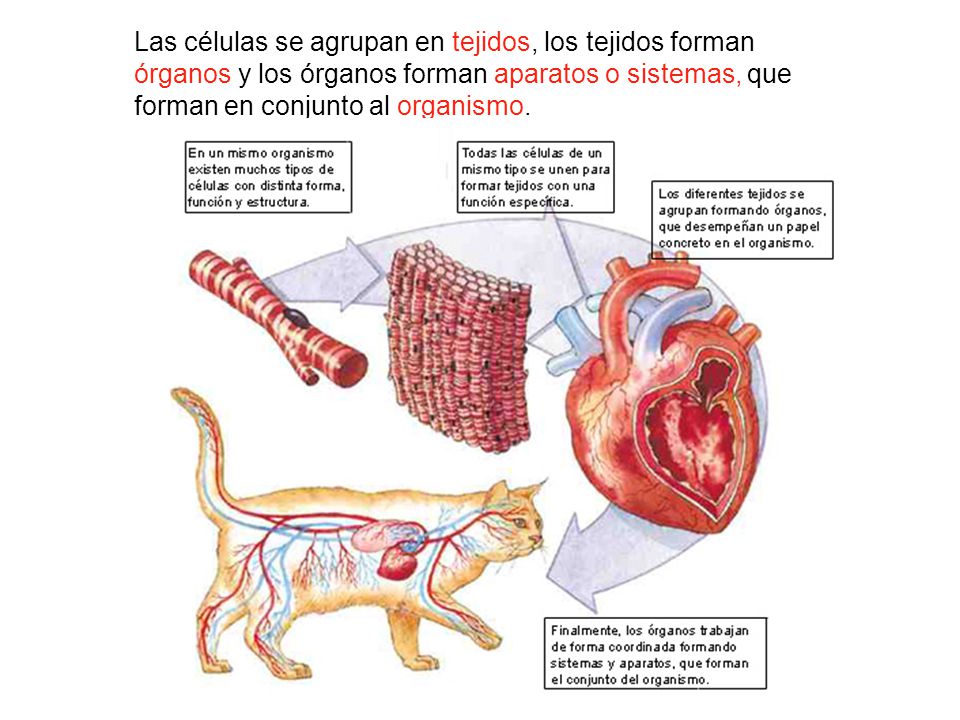 Las células se agrupan en tejidos, los tejidos forman órganos y los órganos forman aparatos o sistemas, que forman en conjunto al organismo.