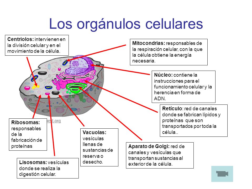 Los orgánulos celulares