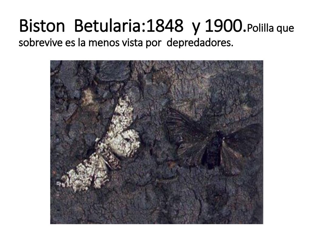 Biston Betularia:1848 y 1900.Polilla que sobrevive es la menos vista por depredadores.