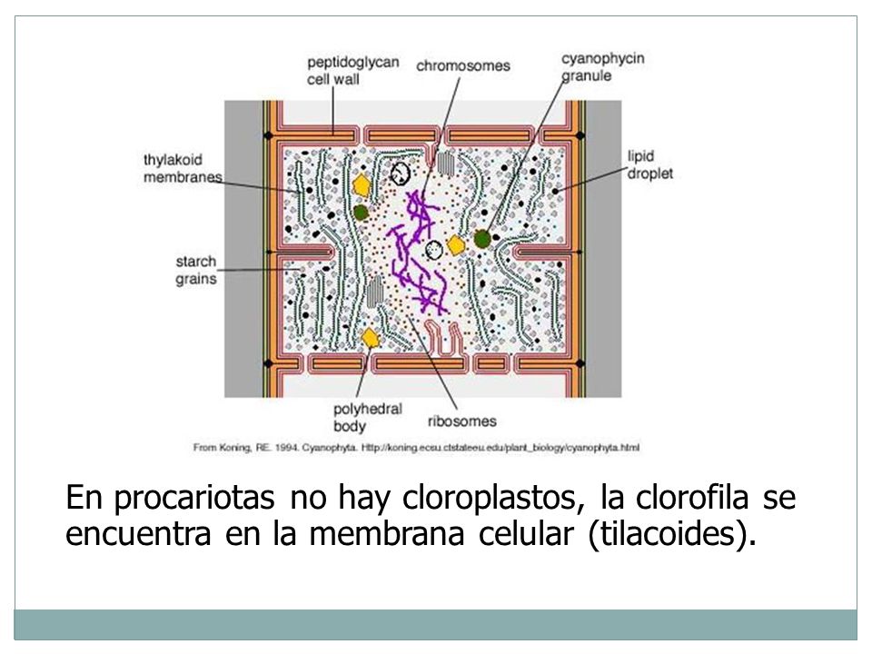 En procariotas no hay cloroplastos, la clorofila se encuentra en la membrana celular (tilacoides).