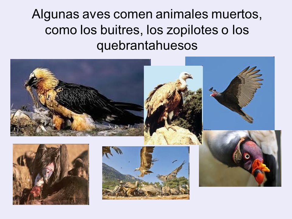 Algunas aves comen animales muertos, como los buitres, los zopilotes o los quebrantahuesos