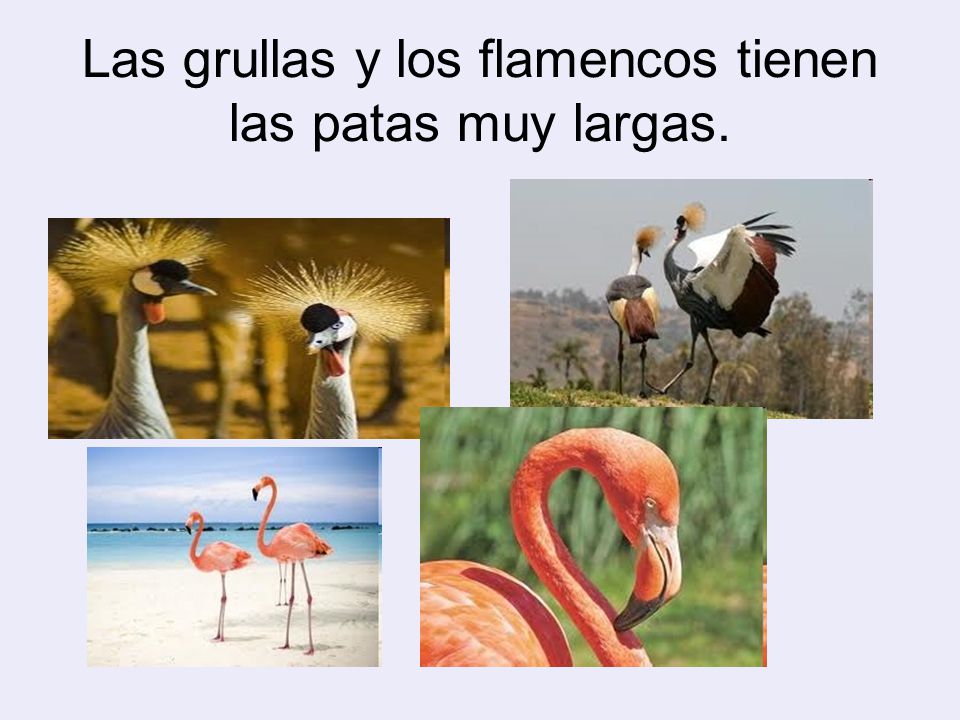 Las grullas y los flamencos tienen las patas muy largas.