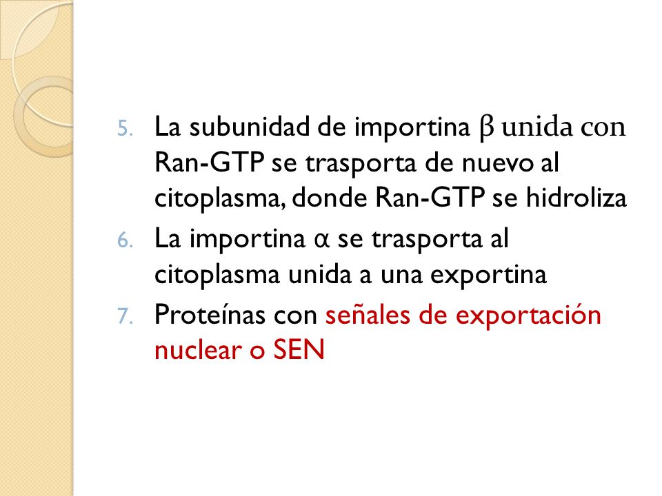 La subunidad de importina β unida con Ran-GTP se trasporta de nuevo al citoplasma, donde Ran-GTP se hidroliza