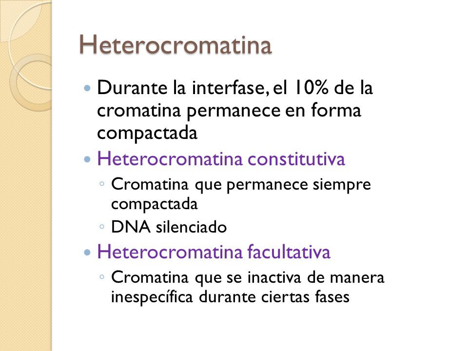 Heterocromatina Durante la interfase, el 10% de la cromatina permanece en forma compactada. Heterocromatina constitutiva.