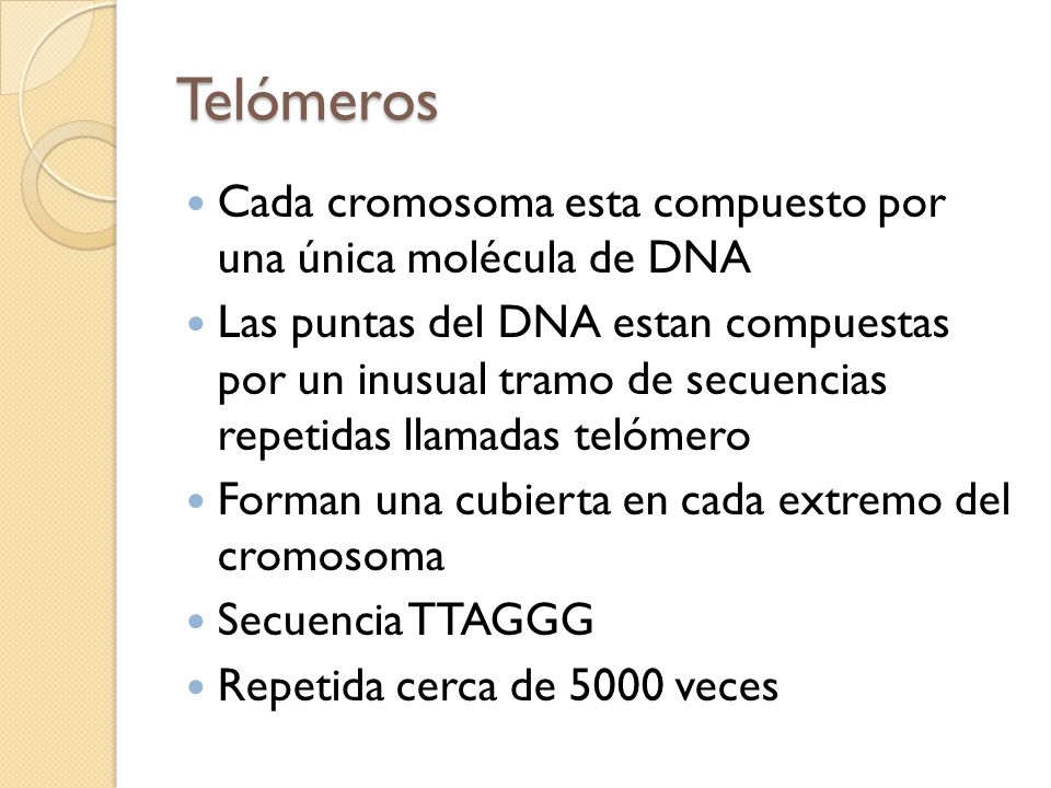 Telómeros Cada cromosoma esta compuesto por una única molécula de DNA