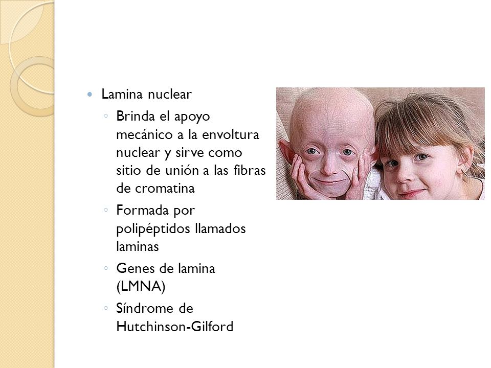 Lamina nuclear Brinda el apoyo mecánico a la envoltura nuclear y sirve como sitio de unión a las fibras de cromatina.