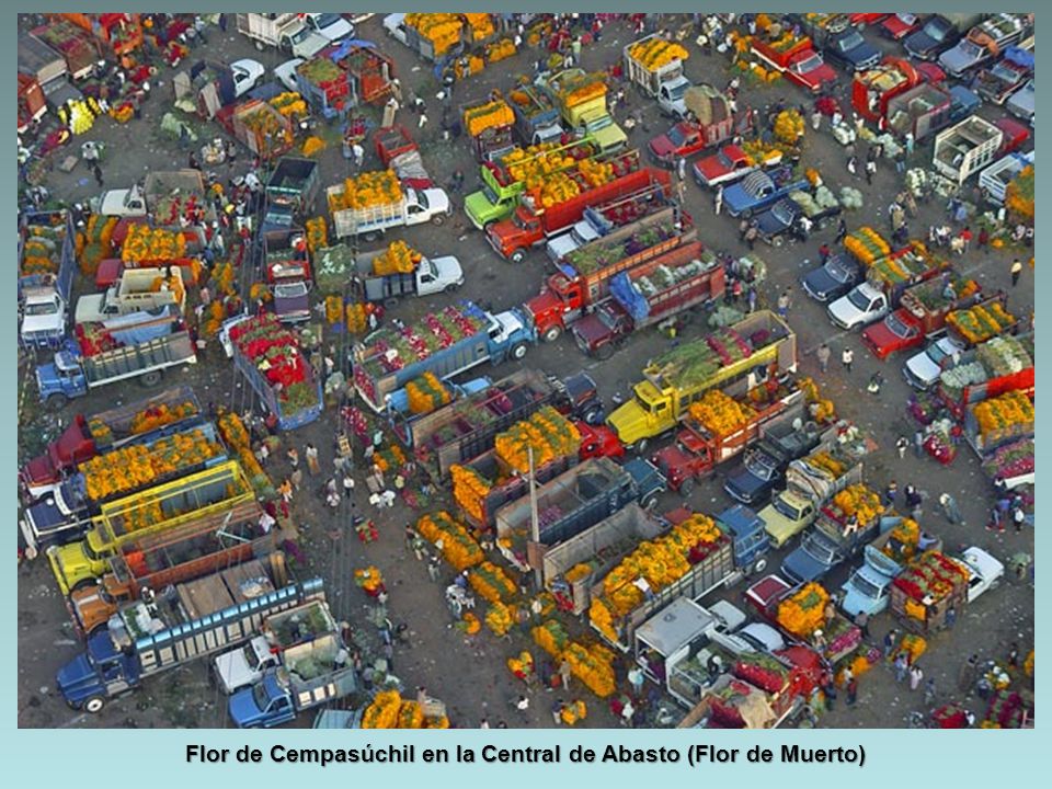 Flor de Cempasúchil en la Central de Abasto (Flor de Muerto)