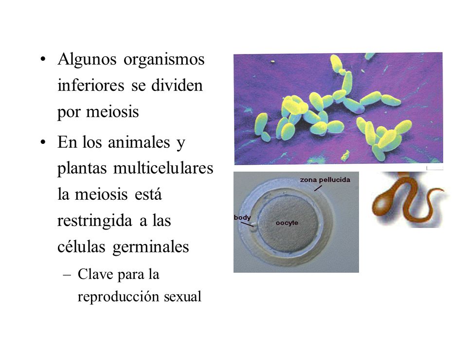 Algunos organismos inferiores se dividen por meiosis