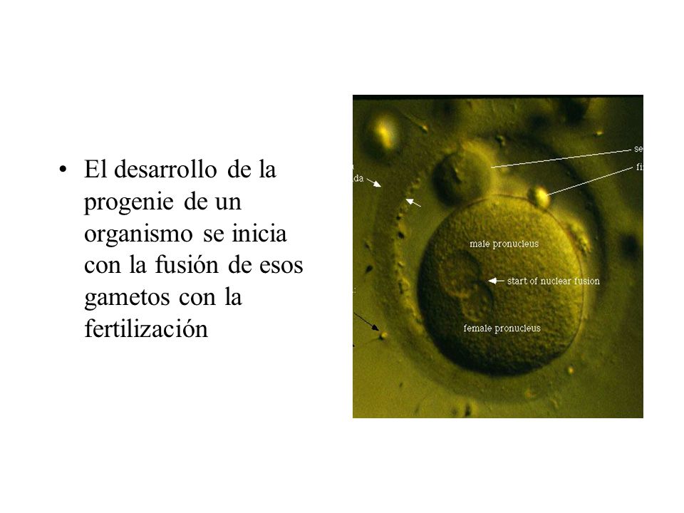 El desarrollo de la progenie de un organismo se inicia con la fusión de esos gametos con la fertilización