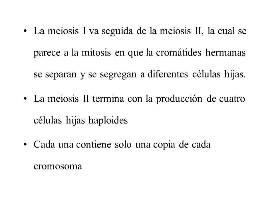 La meiosis I va seguida de la meiosis II, la cual se parece a la mitosis en que la cromátides hermanas se separan y se segregan a diferentes células hijas.