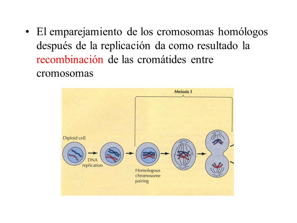 El emparejamiento de los cromosomas homólogos después de la replicación da como resultado la recombinación de las cromátides entre cromosomas