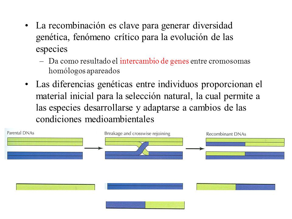 La recombinación es clave para generar diversidad genética, fenómeno crítico para la evolución de las especies