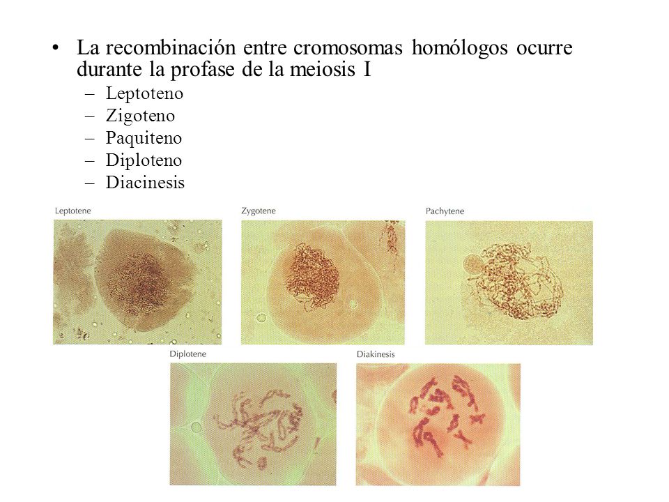 La recombinación entre cromosomas homólogos ocurre durante la profase de la meiosis I