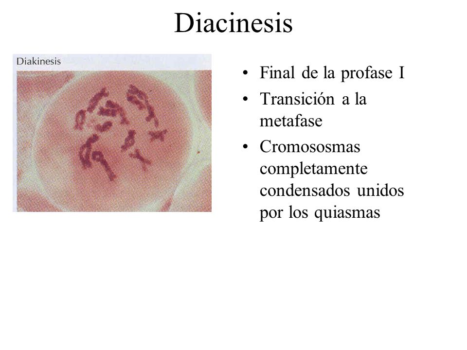Diacinesis Final de la profase I Transición a la metafase