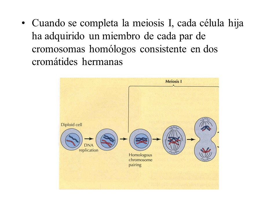 Cuando se completa la meiosis I, cada célula hija ha adquirido un miembro de cada par de cromosomas homólogos consistente en dos cromátides hermanas
