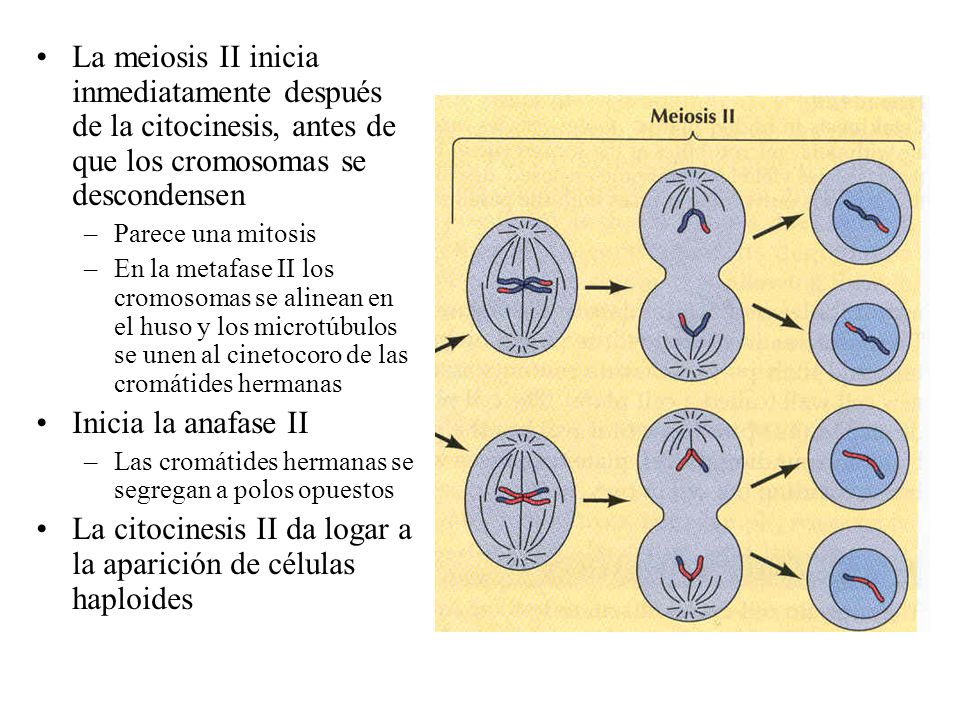La citocinesis II da logar a la aparición de células haploides