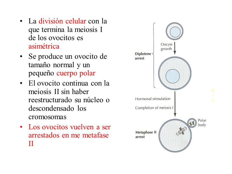 La división celular con la que termina la meiosis I de los ovocitos es asimétrica