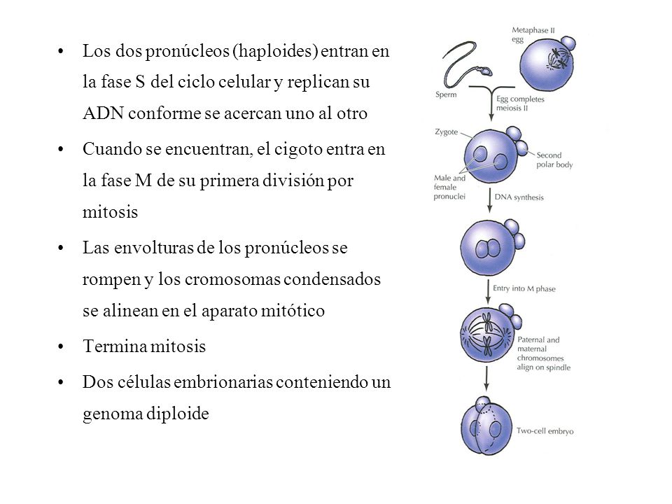 Los dos pronúcleos (haploides) entran en la fase S del ciclo celular y replican su ADN conforme se acercan uno al otro