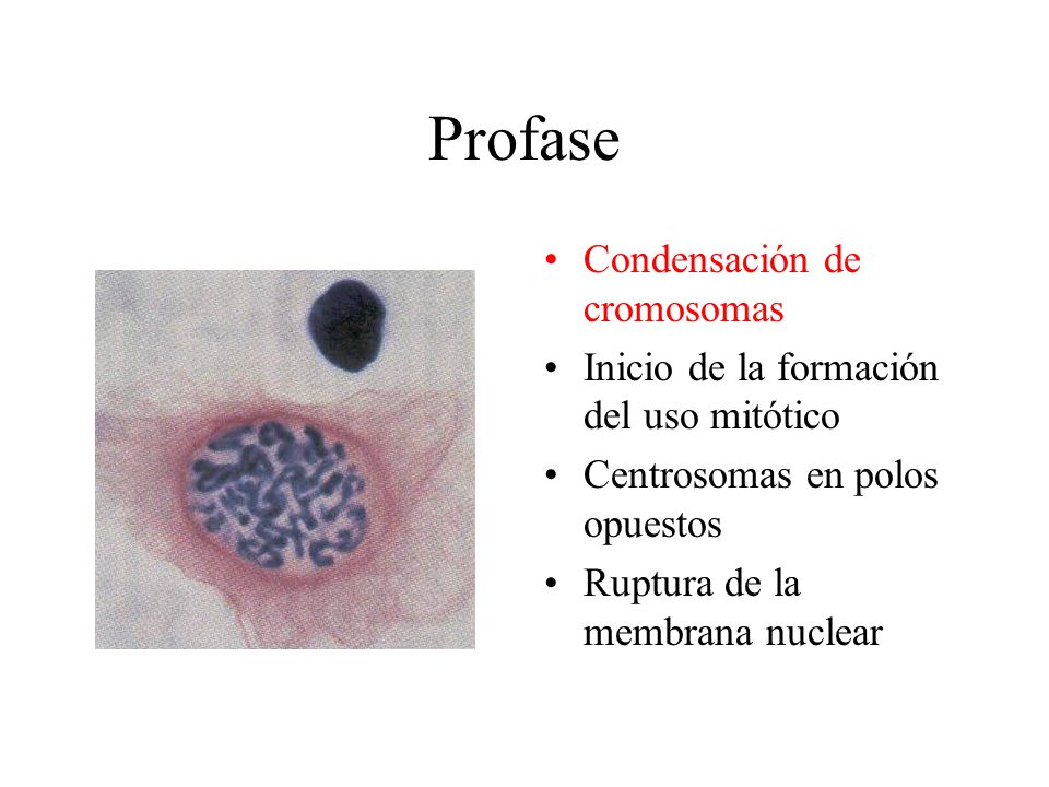 Profase Condensación de cromosomas