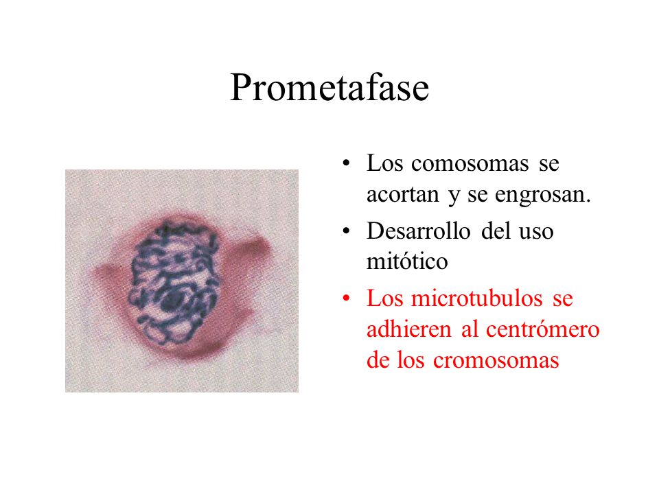 Prometafase Los comosomas se acortan y se engrosan.