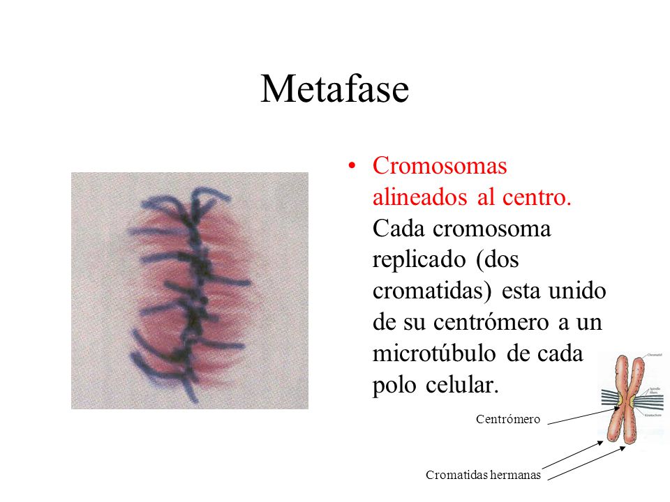 Metafase Cromosomas alineados al centro. Cada cromosoma replicado (dos cromatidas) esta unido de su centrómero a un microtúbulo de cada polo celular.