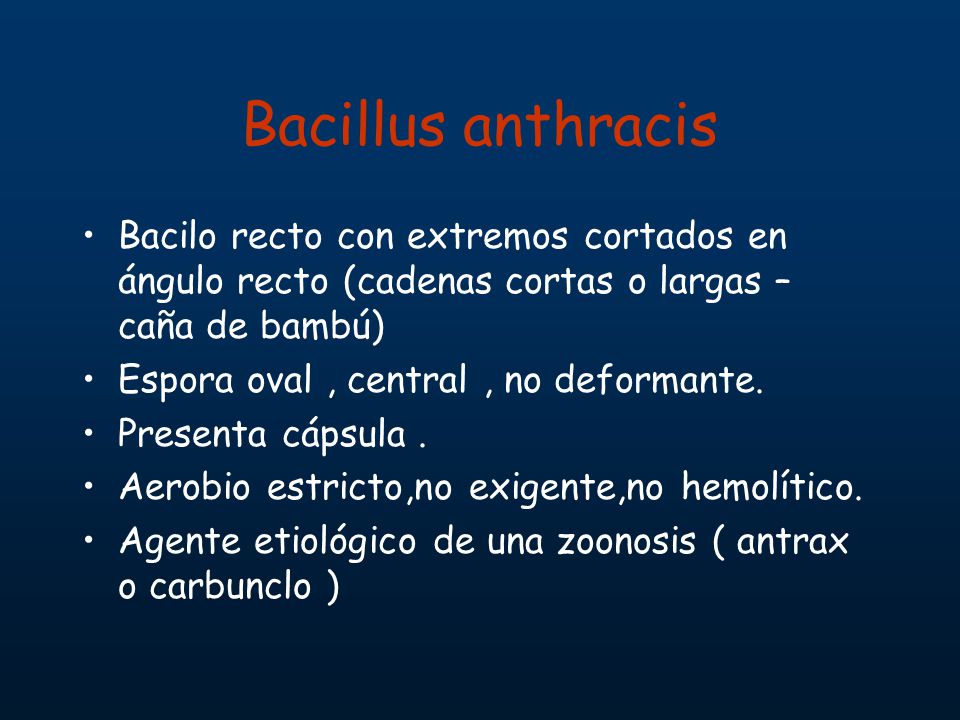 Bacillus anthracis Bacilo recto con extremos cortados en ángulo recto (cadenas cortas o largas – caña de bambú)