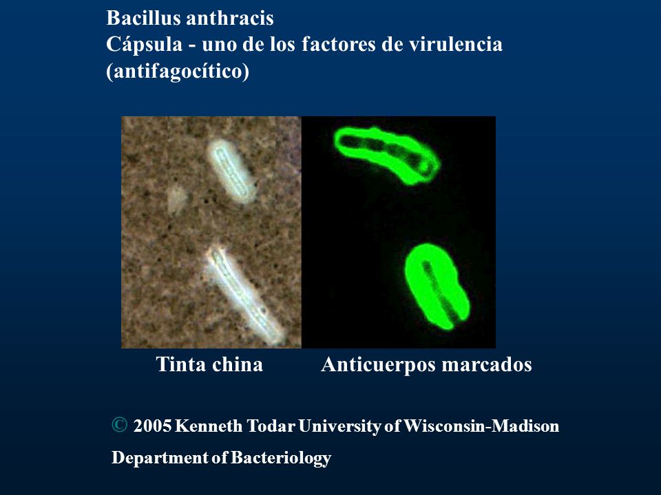 Cápsula - uno de los factores de virulencia (antifagocítico)