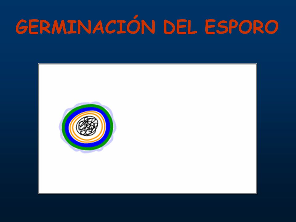GERMINACIÓN DEL ESPORO
