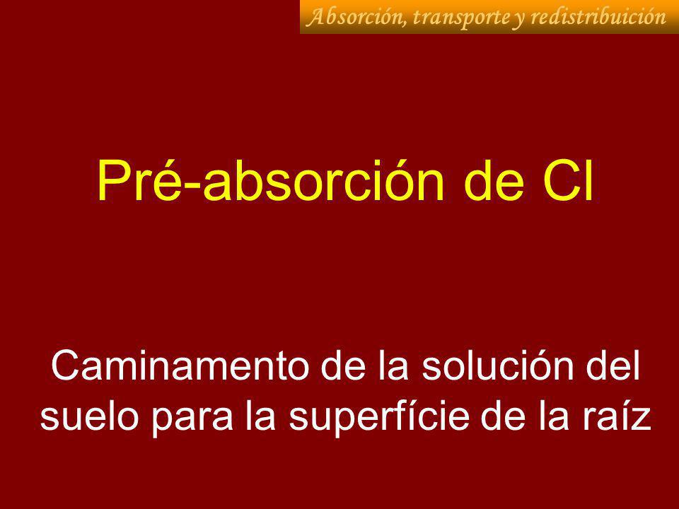 Caminamento de la solución del suelo para la superfície de la raíz