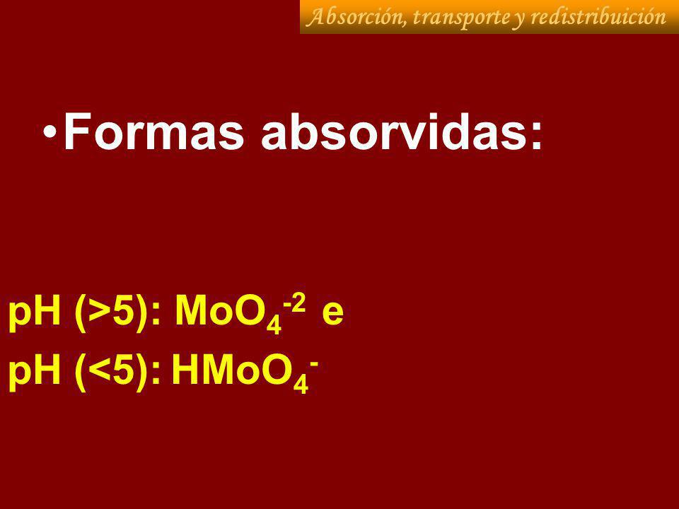 Formas absorvidas: pH (>5): MoO4-2 e pH (<5): HMoO4-