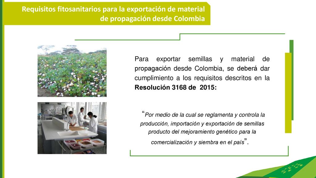 Requisitos fitosanitarios para la exportación de material de propagación desde Colombia