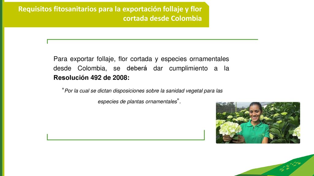 Requisitos fitosanitarios para la exportación follaje y flor cortada desde Colombia