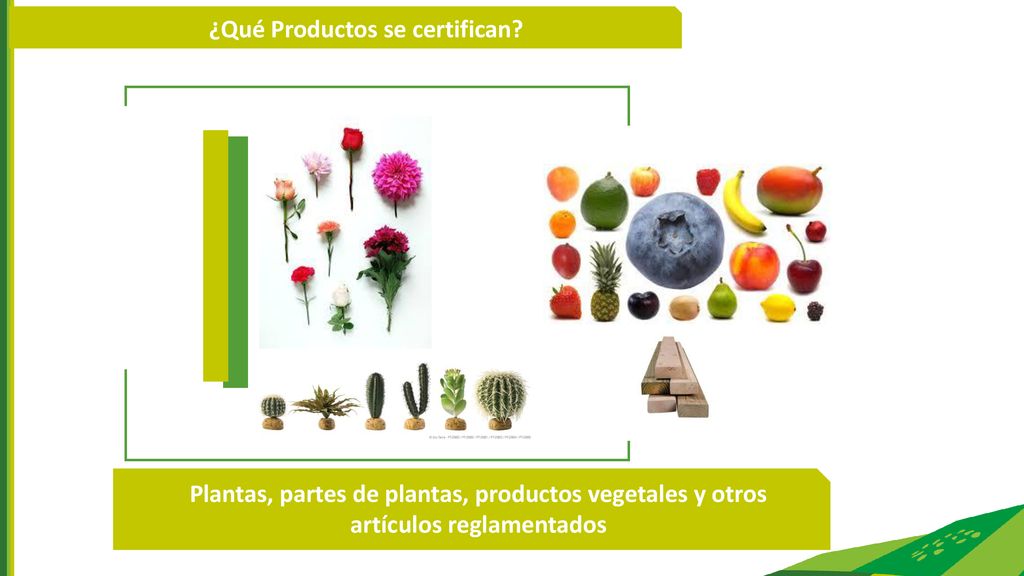 ¿Qué Productos se certifican