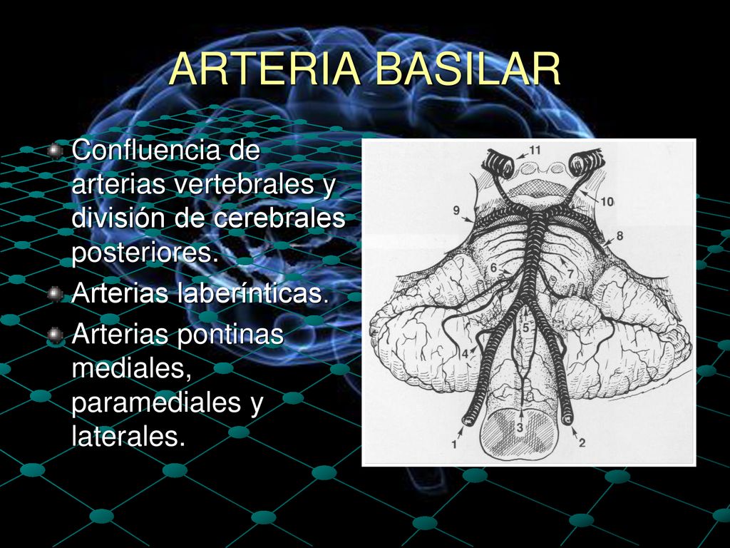 ARTERIA BASILAR Confluencia de arterias vertebrales y división de cerebrales posteriores. Arterias laberínticas.