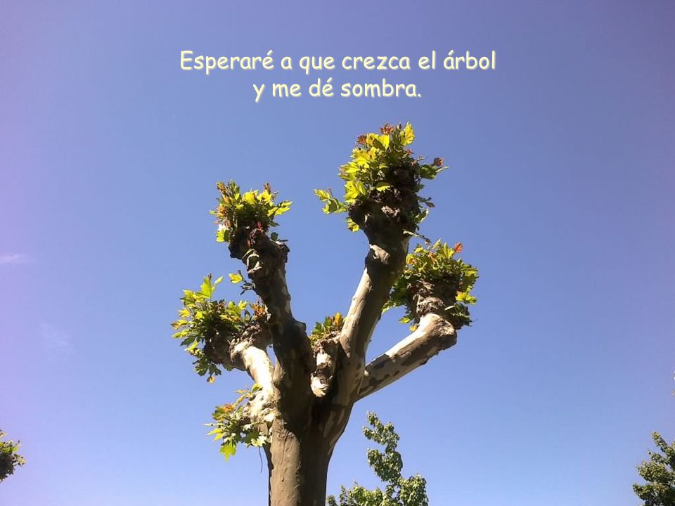 Esperaré a que crezca el árbol y me dé sombra.