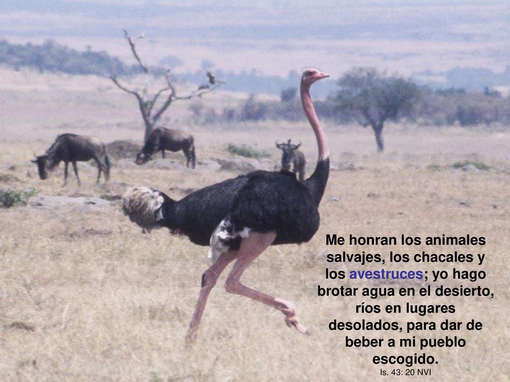 Me honran los animales salvajes, los chacales y los avestruces; yo hago brotar agua en el desierto, ríos en lugares desolados, para dar de beber a mi pueblo escogido.