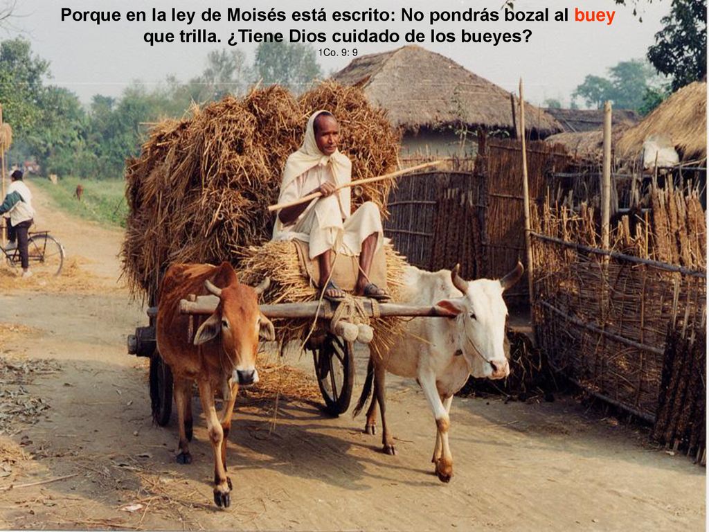 Porque en la ley de Moisés está escrito: No pondrás bozal al buey que trilla. ¿Tiene Dios cuidado de los bueyes