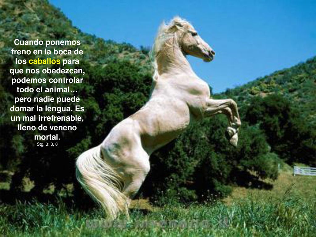 Cuando ponemos freno en la boca de los caballos para que nos obedezcan, podemos controlar todo el animal… pero nadie puede domar la lengua. Es un mal irrefrenable, lleno de veneno mortal.