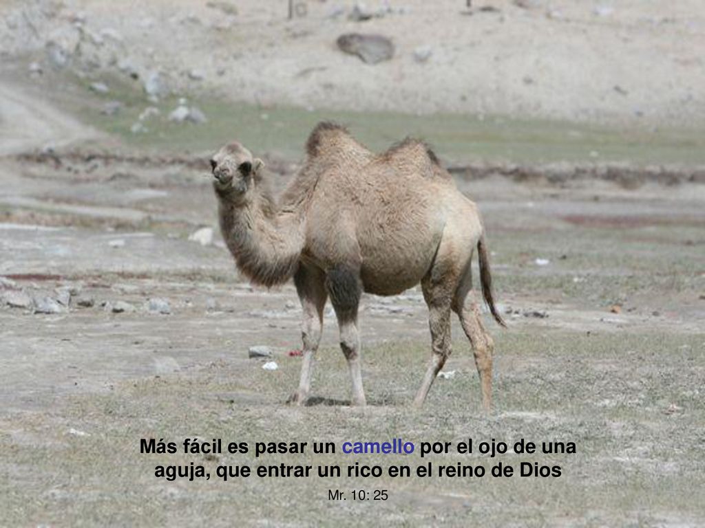 Más fácil es pasar un camello por el ojo de una aguja, que entrar un rico en el reino de Dios