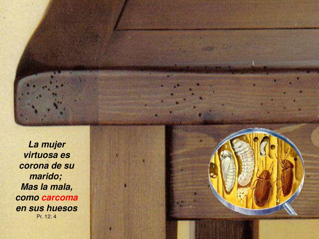 La mujer virtuosa es corona de su marido; Mas la mala, como carcoma en sus huesos