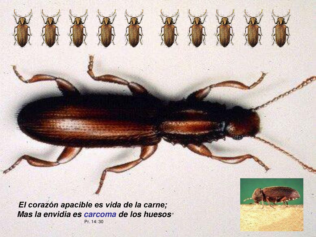 El corazón apacible es vida de la carne; Mas la envidia es carcoma de los huesos
