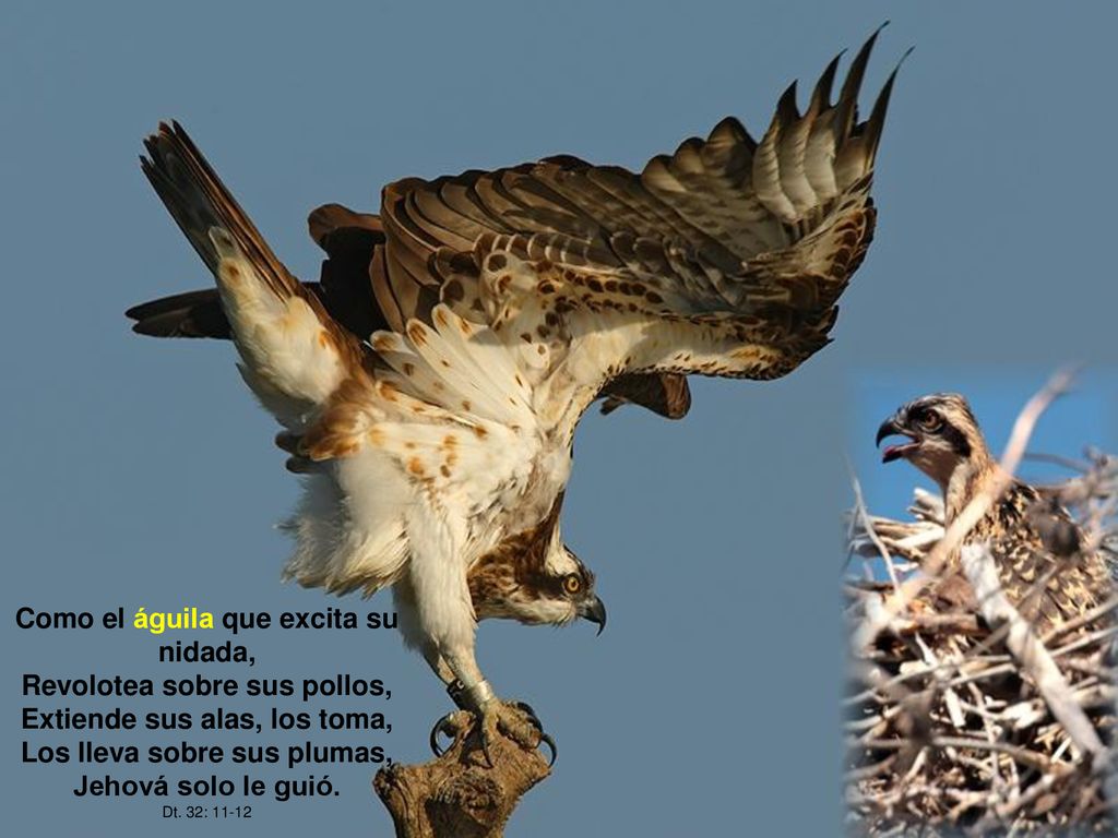 Como el águila que excita su nidada, Revolotea sobre sus pollos,