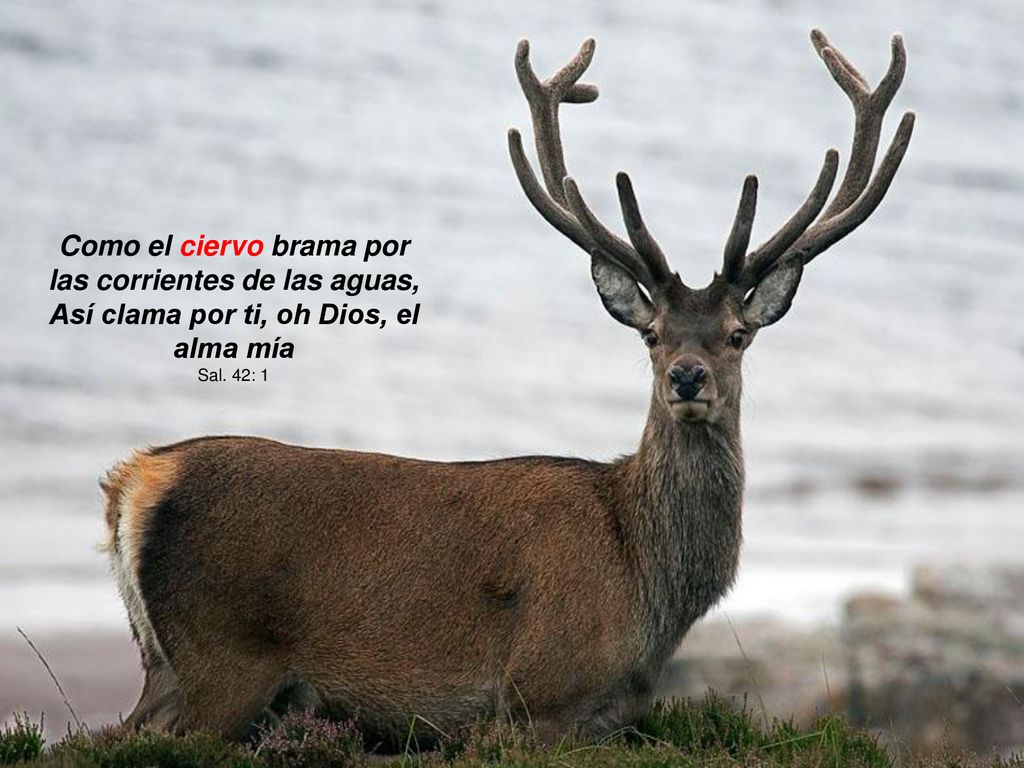 Como el ciervo brama por las corrientes de las aguas, Así clama por ti, oh Dios, el alma mía
