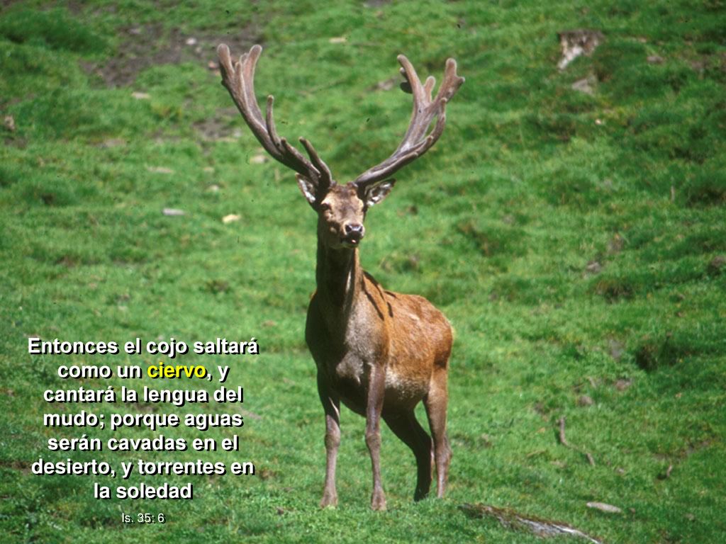 Entonces el cojo saltará como un ciervo, y cantará la lengua del mudo; porque aguas serán cavadas en el desierto, y torrentes en la soledad