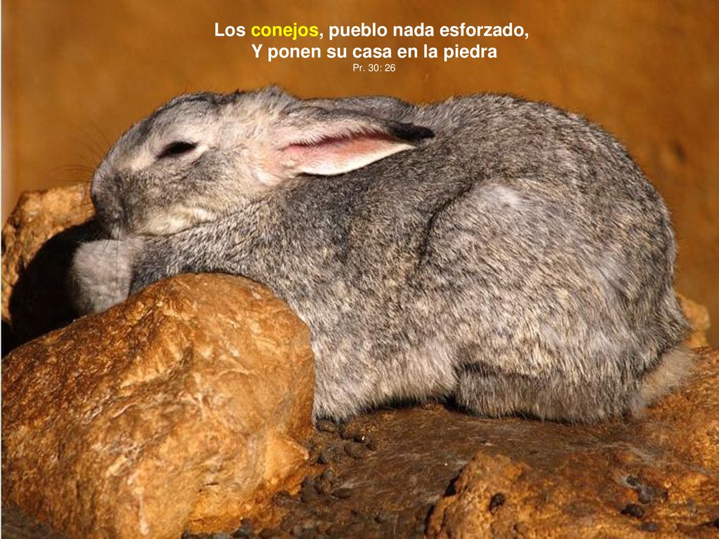 Los conejos, pueblo nada esforzado, Y ponen su casa en la piedra