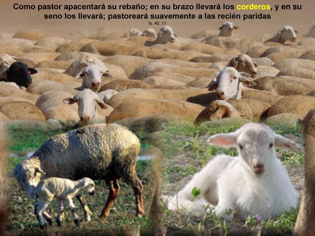 Como pastor apacentará su rebaño; en su brazo llevará los corderos, y en su seno los llevará; pastoreará suavemente a las recién paridas