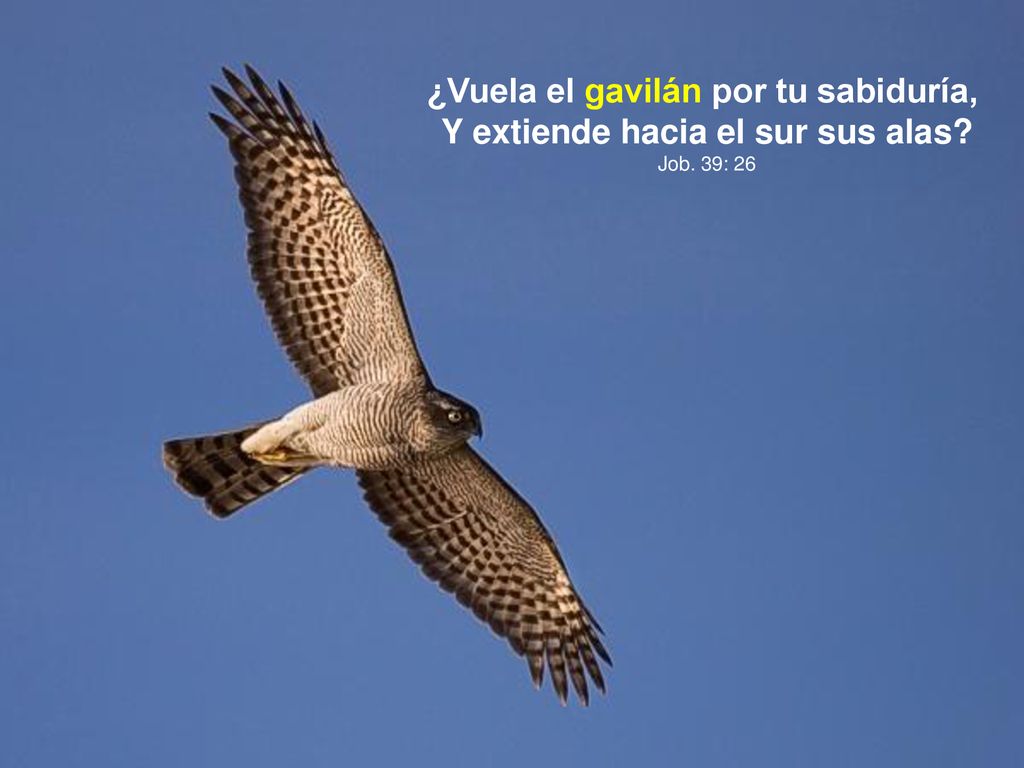 ¿Vuela el gavilán por tu sabiduría, Y extiende hacia el sur sus alas