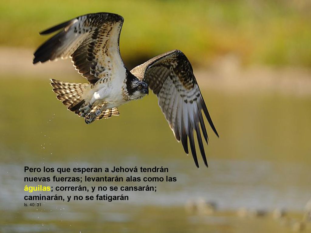 Pero los que esperan a Jehová tendrán nuevas fuerzas; levantarán alas como las águilas; correrán, y no se cansarán; caminarán, y no se fatigarán