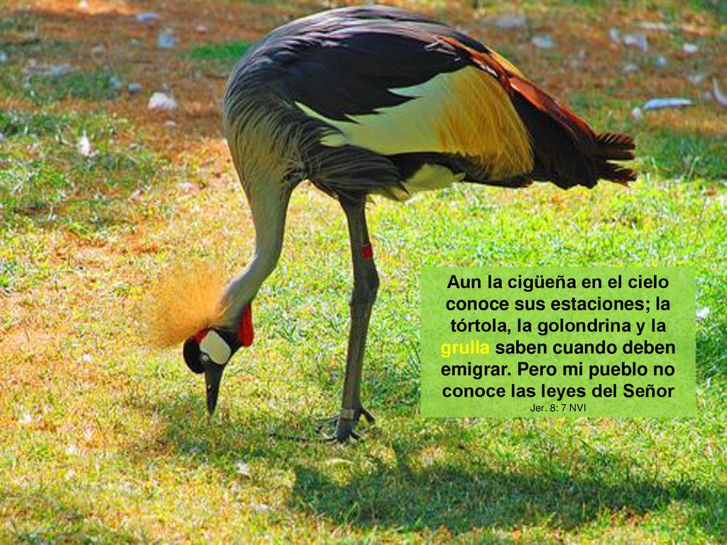 Aun la cigüeña en el cielo conoce sus estaciones; la tórtola, la golondrina y la grulla saben cuando deben emigrar. Pero mi pueblo no conoce las leyes del Señor