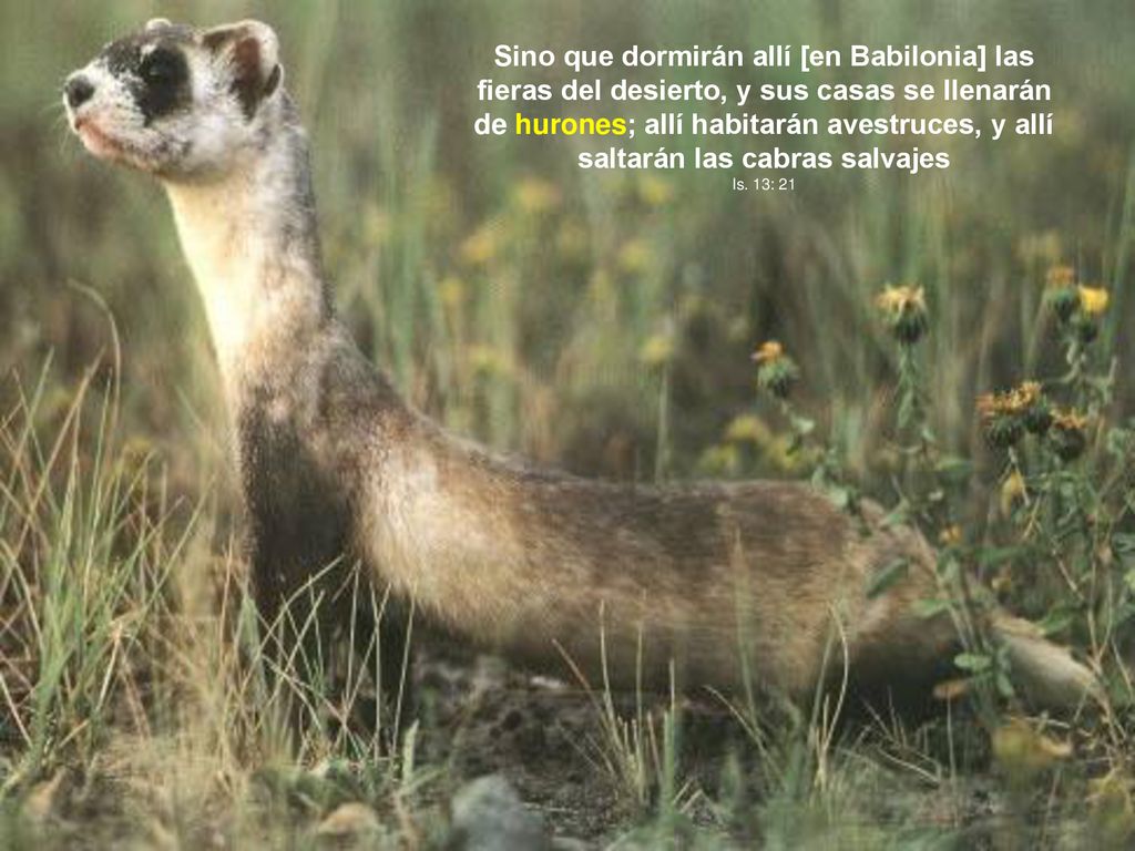 Sino que dormirán allí [en Babilonia] las fieras del desierto, y sus casas se llenarán de hurones; allí habitarán avestruces, y allí saltarán las cabras salvajes